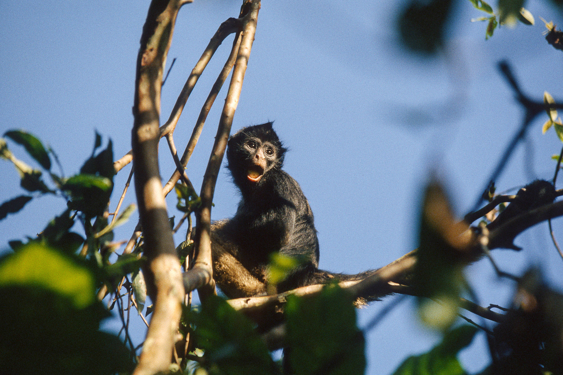 Read more about the article A place to swing